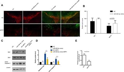 MicroRNA-409-3p Targeting at ATXN3 Reduces the Apoptosis of Dopamine Neurons Based on the Profile of miRNAs in the Cerebrospinal Fluid of Early Parkinson’s Disease